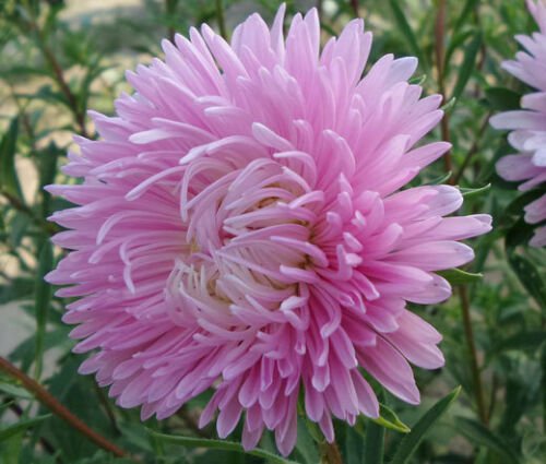 BasqueStore ASTER GREMLIN LIGHT ROSE DOUBLE Callistephus Chinensis - 200 Bulk ct for germination