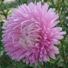 BasqueStore ASTER GREMLIN LIGHT ROSE DOUBLE Callistephus Chinensis - 200 Bulk ct for germination