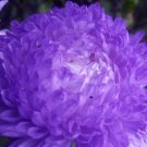BasqueStore ASTER GREMLIN VIOLET DOUBLE Callistephus Chinensis - 200 Bulk ct for germination