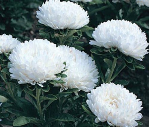 BasqueStore ASTER MILADY WHITE DWARF Callistephus Chinensis - 200 Bulk ct for germination