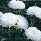 BasqueStore ASTER MILADY WHITE DWARF Callistephus Chinensis - 200 Bulk ct for germination