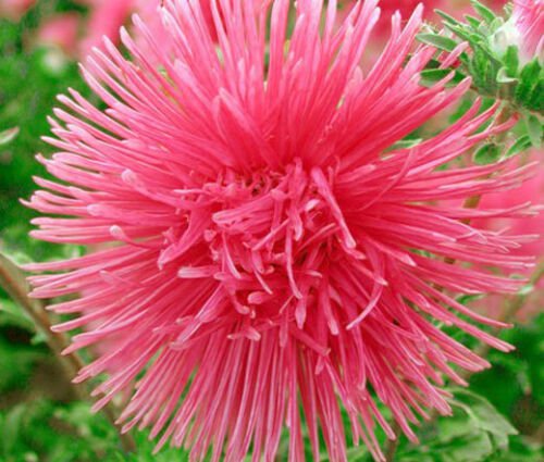 BasqueStore ASTER NEEDLE UNICUM SALMON PINK Callistephus Chinensis - 200 Bulk ct for germination