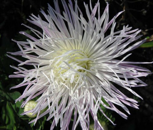 BasqueStore ASTER NEEDLE UNICUM WHITE Callistephus Chinensis - 200 Bulk ct for germination