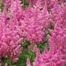 BasqueStore ASTILBE CHINESE Astilbe Chinensis - 250 Bulk ct for germination