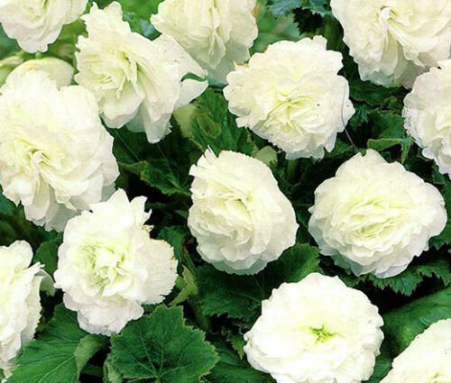 BasqueStore BEGONIA TUBEROUS DOUBLE WHITE Begonia Tuberosa - 200 Bulk ct for germination