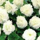 BasqueStore BEGONIA TUBEROUS DOUBLE WHITE Begonia Tuberosa - 200 Bulk ct for germination