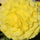 BasqueStore BEGONIA TUBEROUS DOUBLE YELLOW Begonia Tuberosa - 200 Bulk ct for germination