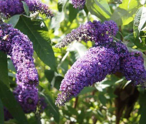 BasqueStore BUTTERFLY BUSH VIOLET Buddleia Davidii - 200 Bulk ct for germination