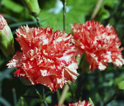 BasqueStore CARNATION CHABAUD AVRANCHIN Dianthus Caryophyllus - 200 Bulk ct for germination