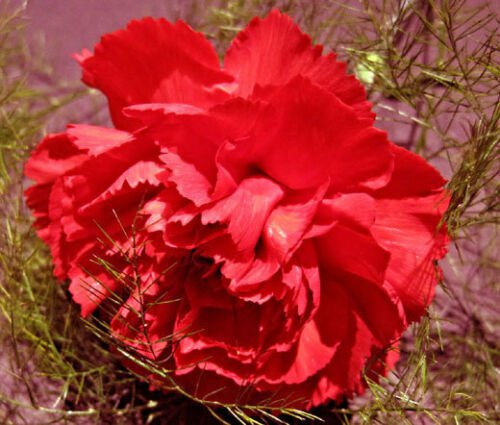 BasqueStore CARNATION GRENADIN SCARLET Dianthus Caryophyllus - 200 Bulk ct for germination