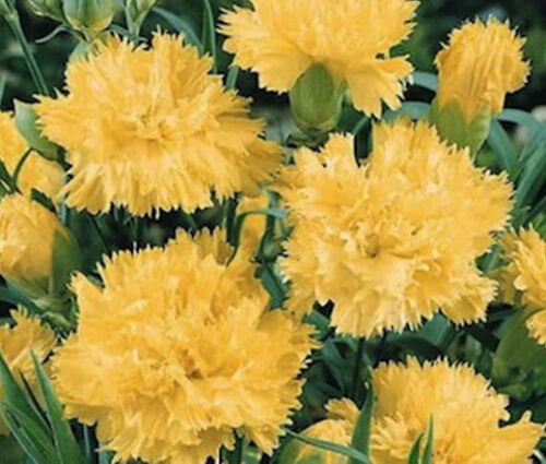 BasqueStore CARNATION GRENADIN YELLOW Dianthus Caryophyllus- 200 Bulk ct for germination