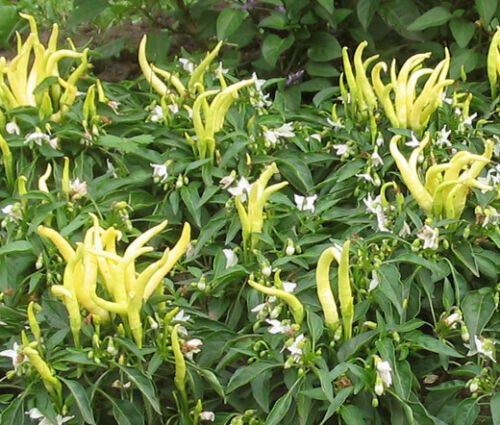 BasqueStore CHILI PEPPER ORNAMENTAL GOLDFINGER Capsicum Annuum - 100 Bulk ct for germination