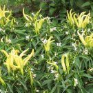 BasqueStore CHILI PEPPER ORNAMENTAL GOLDFINGER Capsicum Annuum - 100 Bulk ct for germination