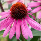 BasqueStore - CONEFLOWER PURPLE Echinacea Purpurea - 3,000 Bulk ct for germination