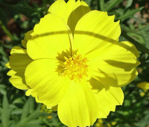 BasqueStore - COSMOS SULPHUR LADYBIRD YELLOW DWARF Cosmos Sulphureus - 1,000 Bulk ct for germination