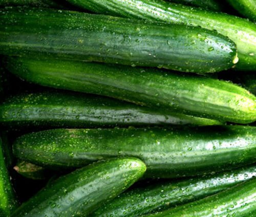 BasqueStore CUCUMBER STRAIGHT EIGHT ORGANIC Cucumis Sativus - 100 Bulk ct for germination