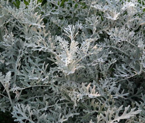BasqueStore DUSTY MILLER SILVERDUST Cineraria Maritima - 1,000 Bulk ct for germination