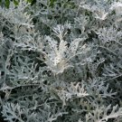 BasqueStore DUSTY MILLER SILVERDUST Cineraria Maritima - 1,000 Bulk ct for germination