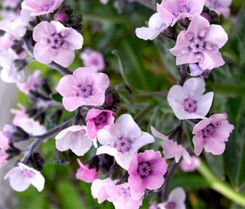 BasqueStore FORGET ME NOT CHINESE MYSTIC PINK Cynoglossum Amabile - 500 Bulk ct for germination