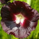 BasqueStore - HOLLYHOCK NIGRA BLACK WATCHMAN Alcea Rosea - 75 Bulk ct for germination