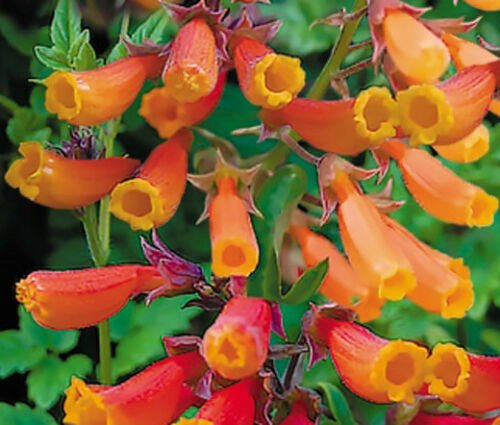 BasqueStore - CHILEAN GLORY VINE MIX Eccremocarpus Scaber - 500 Bulk ct for germination