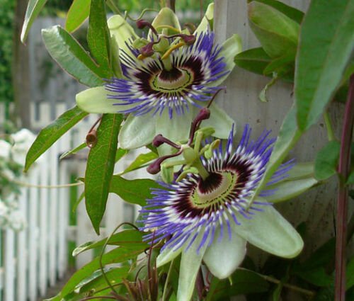 BasqueStore PASSION FLOWER BLUE Passiflora Caerulea - 100 Bulk ct for germination