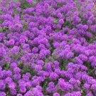 BasqueStore ROCK CRESS PURPLE Aubrieta Deltoidea - 3,000 Bulk ct for germination