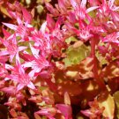 BasqueStore SEDUM VOODOO Sedum Spurium - 300 Bulk ct for germination
