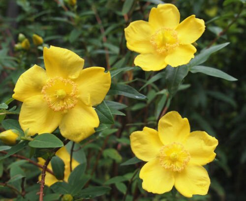 BasqueStore ST.JOHN'S WORT Hypericum Cerastoides - 100 Bulk ct for germination