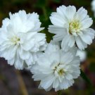 BasqueStore YARROW PEARL Achillea Ptarmica - 200 Bulk ct for germination