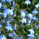 BasqueStore LOBELIA BLUE CARPET Lobelia Erinus - 1,000 Bulk ct for germination