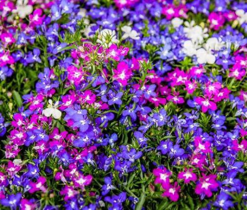 LOBELIA RIVIERA MIX Lobelia Erinus - 1,000 Bulk ct for germination