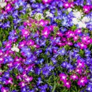 LOBELIA RIVIERA MIX Lobelia Erinus - 1,000 Bulk ct for germination
