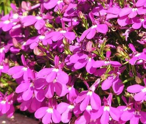 LOBELIA ROSAMOND Lobelia Erinus - 1,000 Bulk ct for germination
