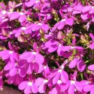 LOBELIA ROSAMOND Lobelia Erinus - 1,000 Bulk ct for germination