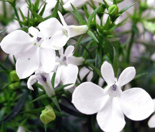BasqueStore - LOBELIA WHITE LADY Lobelia Erinus - 1,000 Bulk ct for germination