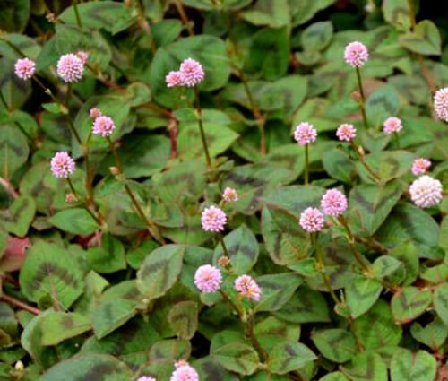 KNOTWEED PINK PUNCHING BALLS Polygonum Capitatum - 500 Bulk ct for germination