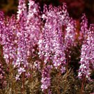 BURNING BUSH Dictamnus Fraxinella - 100 Bulk ct for germination