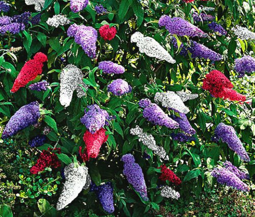 BUTTERFLY BUSH MIXED COLORS Buddleia Davidii - 200 Bulk ct for germination