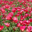CALIFORNIA POPPY CARMINE Eschscholzia Californica - 15,000 Bulk ct for germination