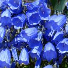 CANTERBURY BELLS BLUE Campanula Medium - 1,000 Bulk ct for germination