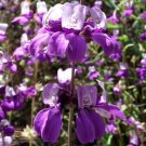 CHINESE HOUSES Collinsia Heterophylla - 5,000 Bulk ct for germination