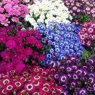 CINENARIA HYBRIDS MIXED COLORS Cineraria Cruenta Amigo - 100 Bulk ct for germination
