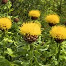 CORNFLOWER YELLOW GLOBE Centaurea Macrocephala - 200 Bulk ct for germination