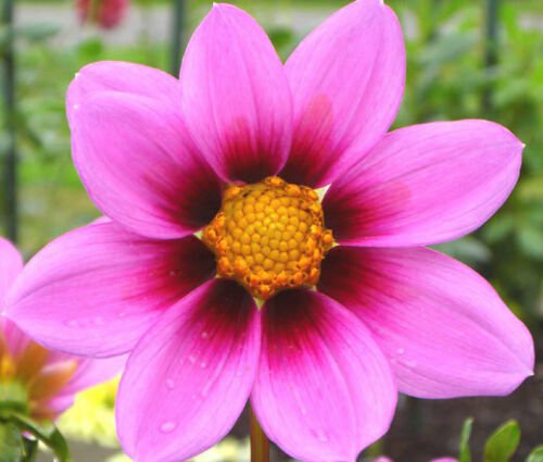 COSMOS SONATA PINK BLUSH DWARF Cosmos Bipinnatus - 1,000 Bulk ct for germination