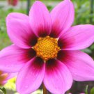 COSMOS SONATA PINK BLUSH DWARF Cosmos Bipinnatus - 1,000 Bulk ct for germination