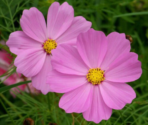 BasqueStore - COSMOS SONATA PINK DWARF Cosmos Bipinnatus - 1,000 Bulk ct for germination