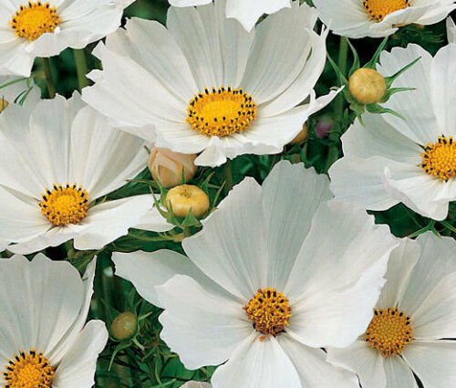 COSMOS SONATA WHITE DWARF Cosmos Bipinnatus - 1,000 Bulk ct for germination