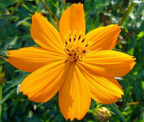COSMOS SULPHUR LADYBIRD GOLD DWARF Cosmos Sulphureus - 1,000 Bulk ct for germination