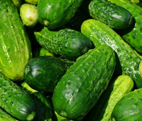 BasqueStore - CUCUMBER NATIONAL PICKLING ORGANIC Cucumis Sativus - 100 Bulk ct for germination